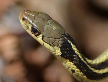 Close-up of lizard