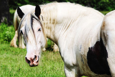 Gypsy horse in a field