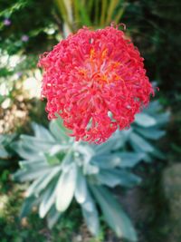 Close-up of red flower blooming outdoors