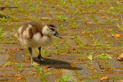 View of a bird on field