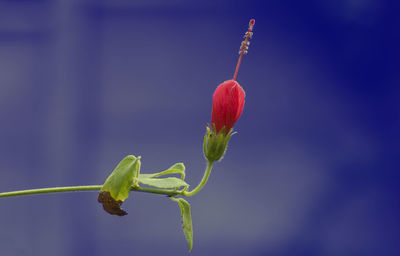 Close-up of red flowering plant