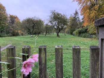 Scenic view of pink and trees by fence on field