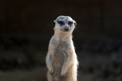 Close-up portrait of a meerkat 