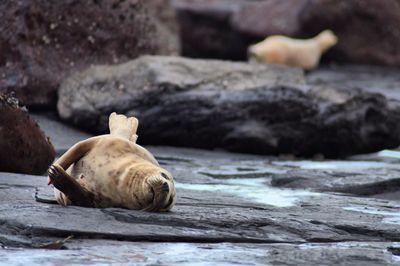 Seal pup relaxing on rock at beach