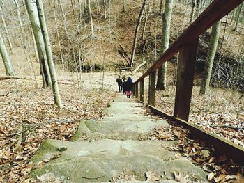 Rear view of person walking amidst trees