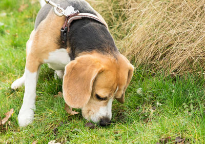 High angle view of puppy relaxing on field