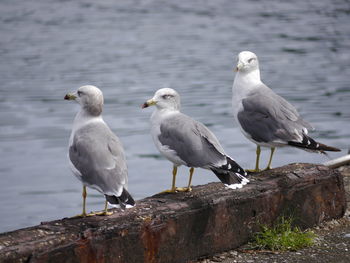 Seagulls perching on a sea