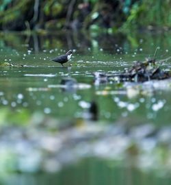 Bird flying over water