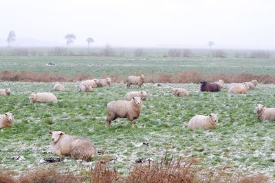 View of sheep on field