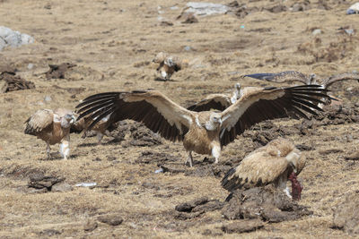 Flock of birds on field