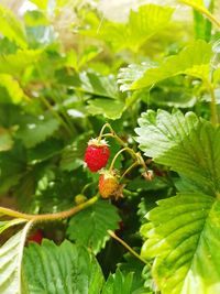 Close-up of red berries on plant