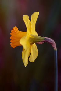 Close-up of yellow daffodil flower