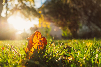 Close-up of dry leaves on field