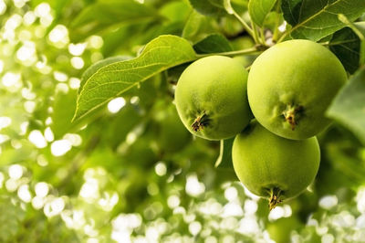 Close-up of fruit growing on tree