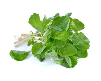 Close-up of green leaves against white background