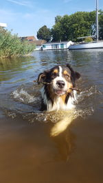 Portrait of dog in river against sky