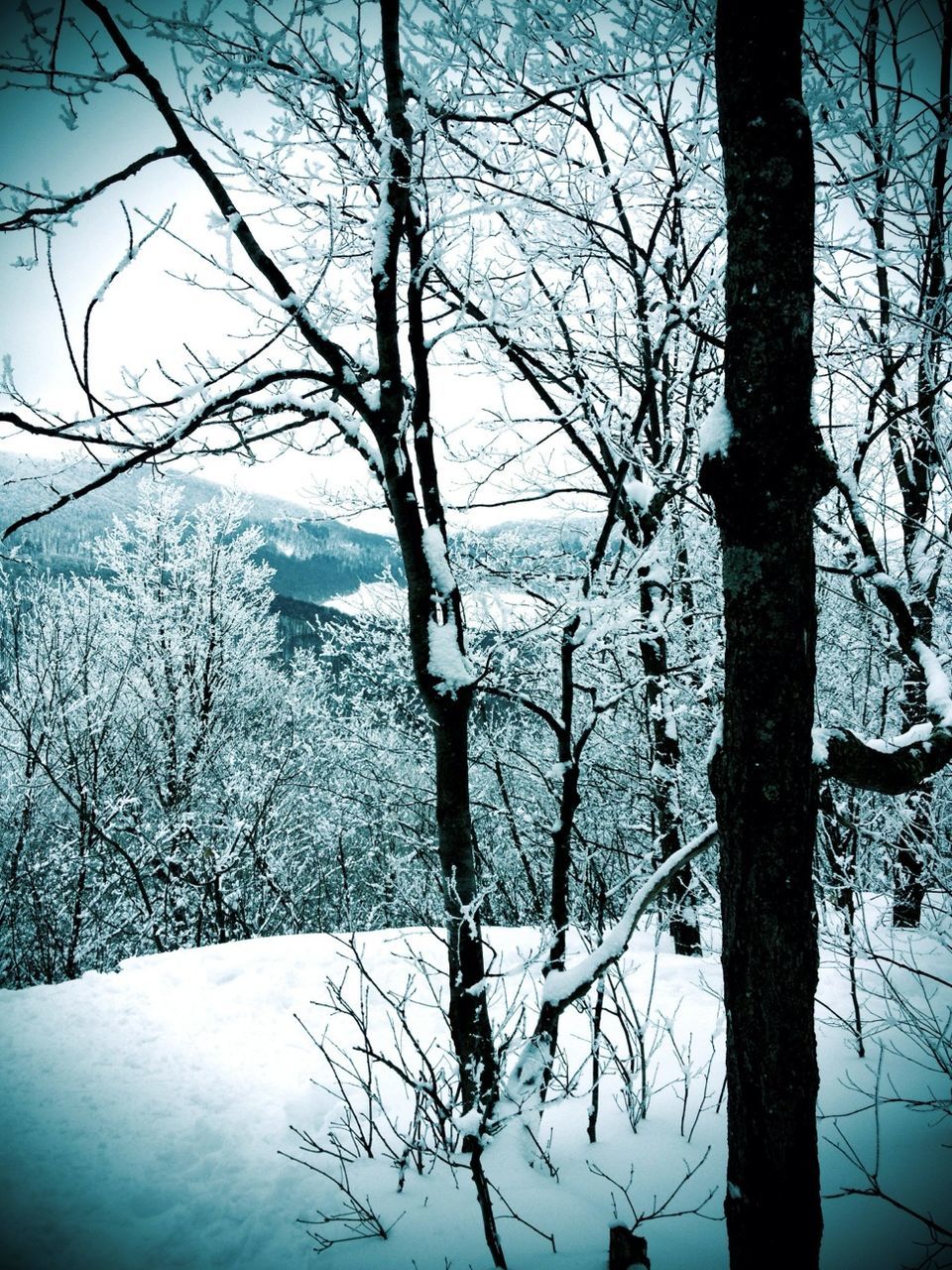 bare tree, tree, snow, branch, winter, tranquility, cold temperature, tranquil scene, tree trunk, beauty in nature, scenics, nature, sky, landscape, season, water, non-urban scene, frozen, outdoors, idyllic