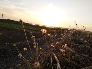 Scenic view of field against sky during sunset