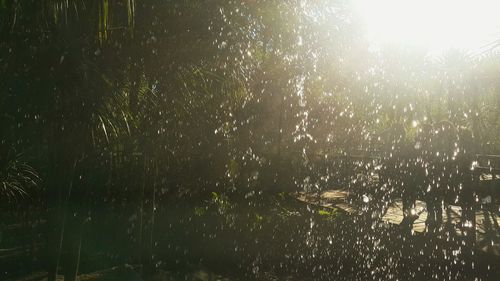 Raindrops on tree