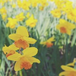 Close-up of yellow flowers blooming outdoors