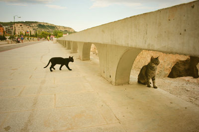 Dog and cat looking at camera