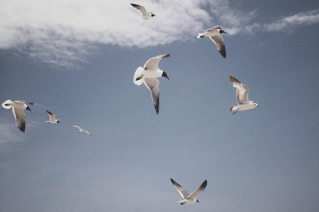 bird, animal themes, animals in the wild, wildlife, flying, flock of birds, seagull, spread wings, sky, low angle view, medium group of animals, cloud - sky, nature, togetherness, outdoors, day, zoology, beauty in nature, no people