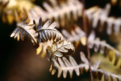 Close-up of dried leaves