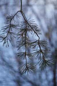 Close-up of pine tree during winter