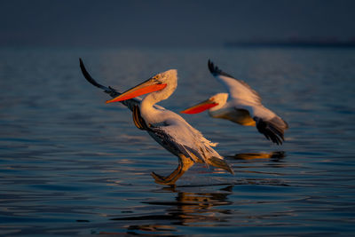 Bird flying over lake