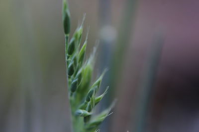 Close-up of crops growing on field