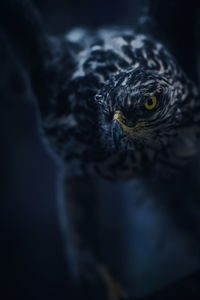 Close-up portrait of bird perching outdoors at night