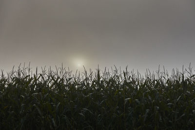 Crops growing on field against sky