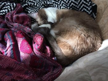 Close-up of cat sleeping on bed