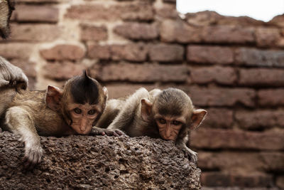 Monkeys in a wall
