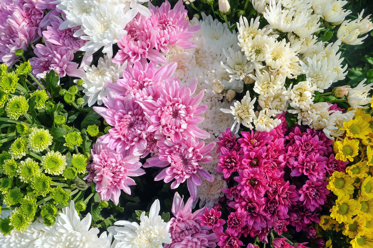 HIGH ANGLE VIEW OF PINK FLOWERS ON PLANT