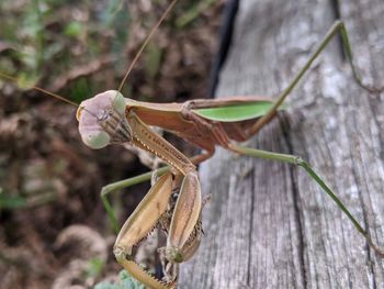 Close-up of insect