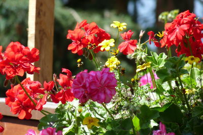 Close-up of pink flowering plants