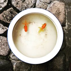 High angle view of fish in bowl