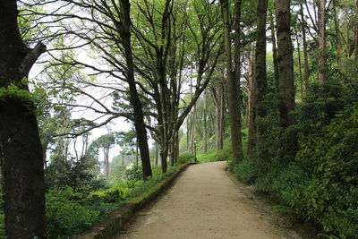 Narrow pathway along trees in park