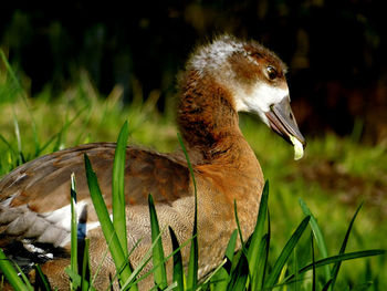 Close-up of a bird on field