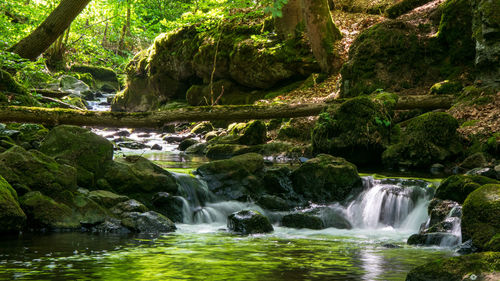 Scenic view of waterfall in forest