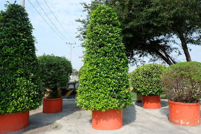 Potted plants and trees against sky