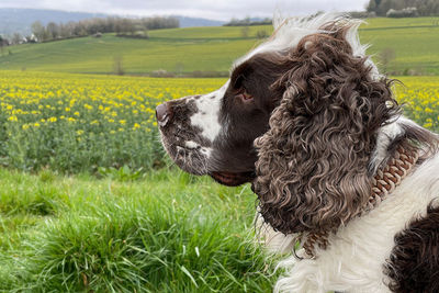 Portrait of dog on field