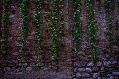 Plants growing on surrounding wall