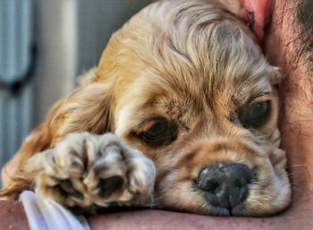 Close-up of woman carrying dog