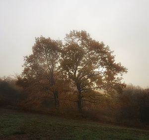 Trees on field against sky