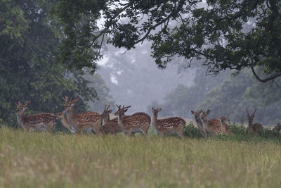 Deer on grassy field