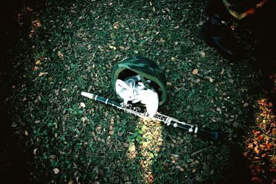 High angle view of plant on field