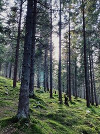 Trees growing in forest