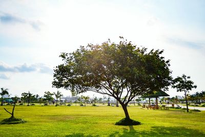 Trees on grassy field against sky